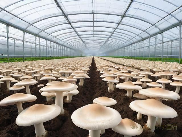 平菇种植技术基地,平菇种植场地有要求吗