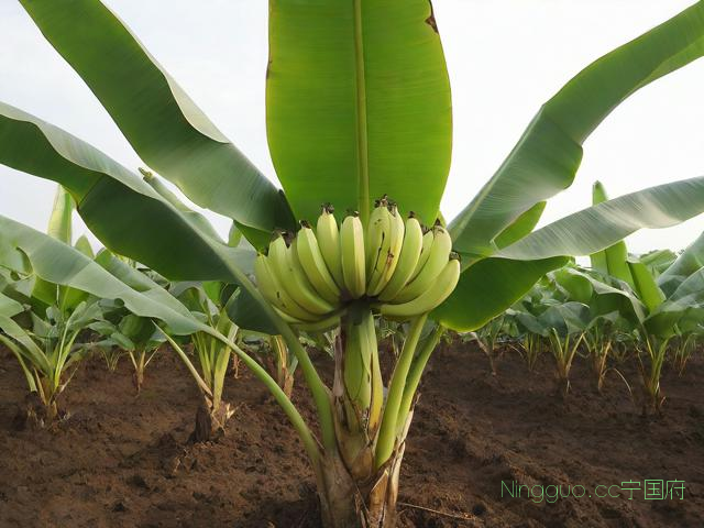 粉蕉种植技术视频,粉蕉的管理与施肥