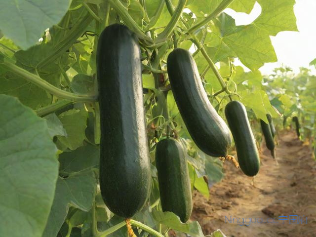 广东黑皮冬瓜种植技术,广东黑皮冬瓜种植技术视频