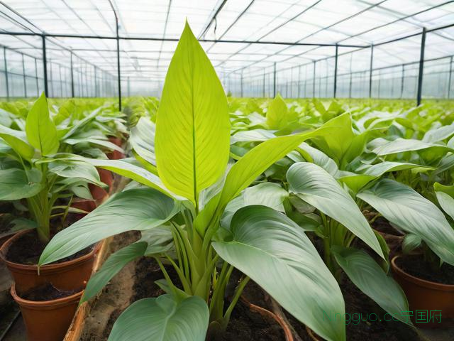 包含黄精种植技术种植技术的词条