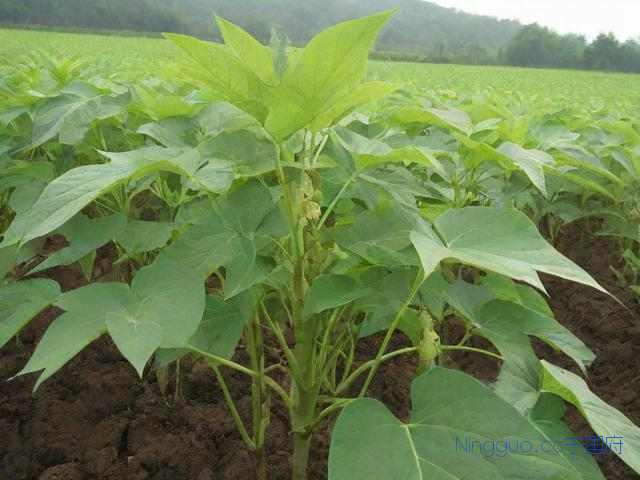 山药的种植技术,山药的种植技术及管理