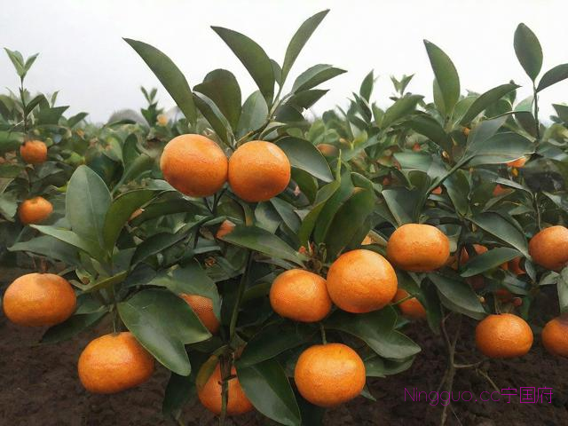 沙糖桔苗种植技术视频,沙糖桔苗种植技术视频教学