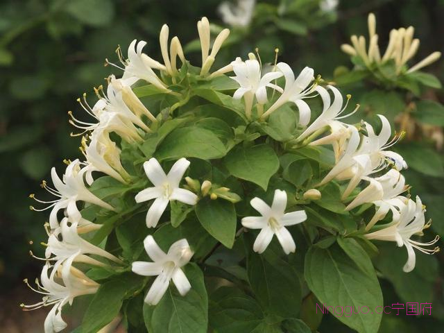 金银花种植技术培训,金银花种植技术与栽培管理