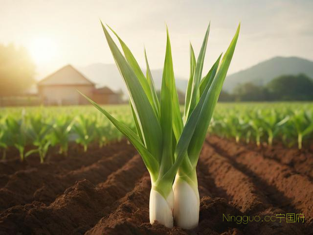 茭白种植技术的书,茭白的种植视频