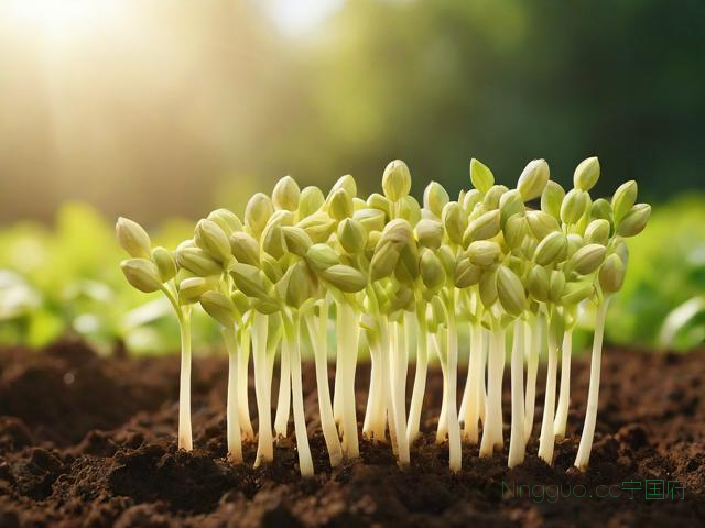 花生芽的种植技术,花生芽的种植技术要点