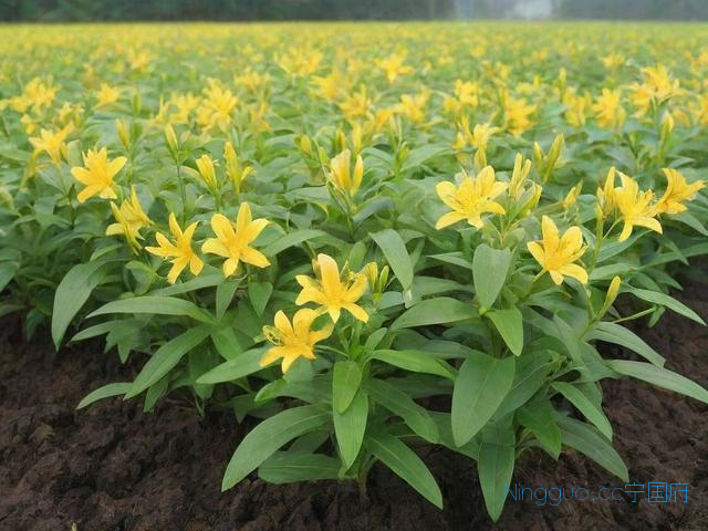 金线莲苗种植技术视频,金线莲苗种植技术视频教学