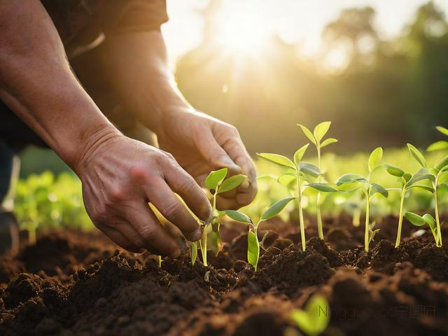 春季毛豆种植技术,毛豆的种植方法和季节
