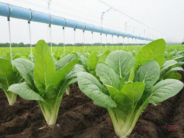 富硒蔬菜种植技术,富硒栽培技术