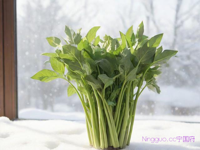 空心菜12月种植技术,空心菜几月种植