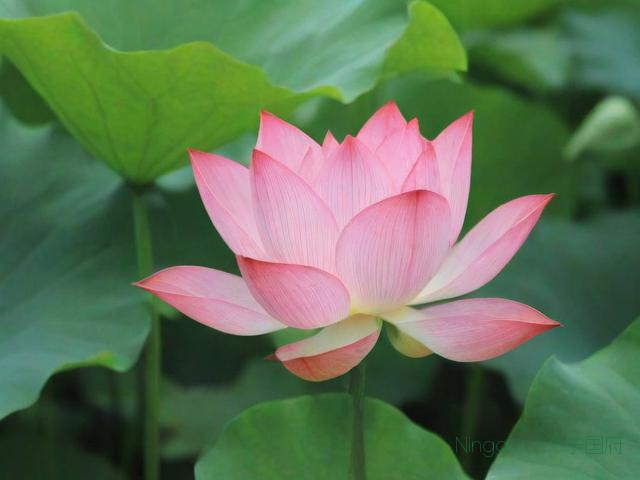 荷花的种植技术的,荷花的种植方法和注意事项