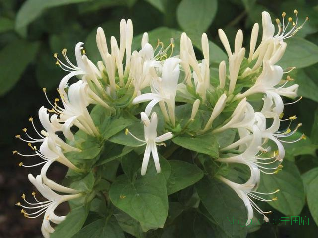 金银花种植技术和方法,金银花种植的方法