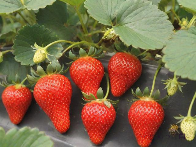 草莓种植技术方法,草莓种植技术方法图解