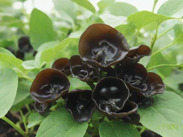 木耳种植全套技术,木耳种植流程