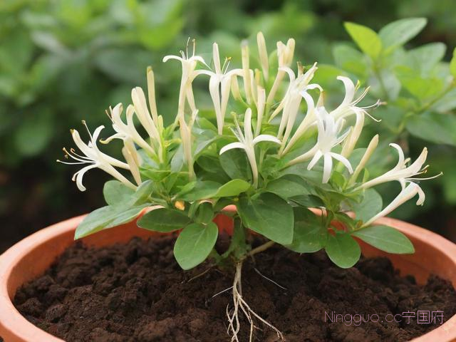 金银花种植技术及方法,金银花种植步骤