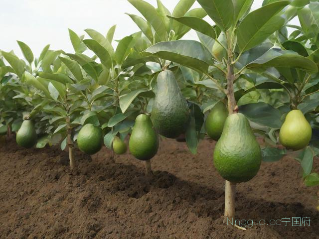 牛油果种植技术视频,牛油果怎样种植视频