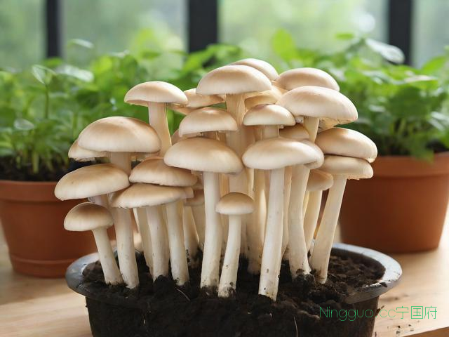 家庭杏鲍菇种植技术,家庭杏鲍菇种植技术要点