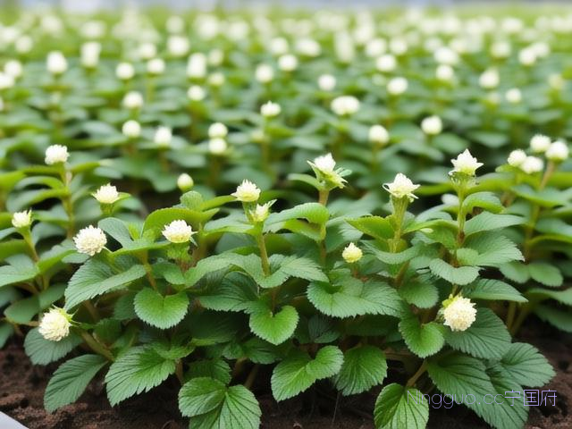 宁玉草莓种植技术,宁玉草莓苗什么时候种植