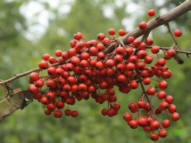 血藤果的种植技术,血藤果的种植技术要点