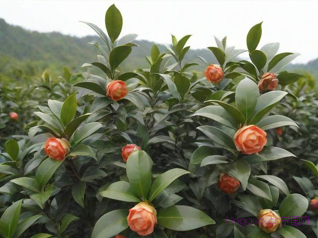 油茶种植技术全套视频,油茶种植技术全套视频讲解