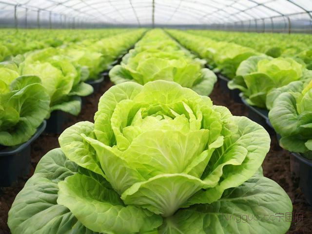 大棚生菜种植技术大全,大棚生菜生长周期多少天