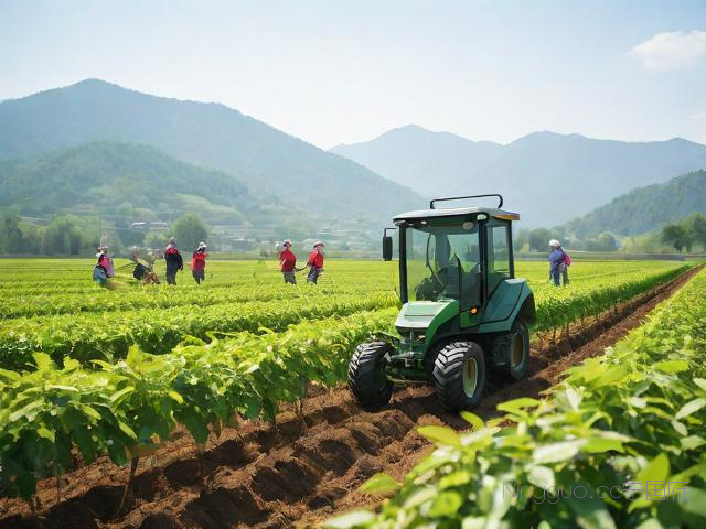 桑树种植技术视频,桑树如何种植技术