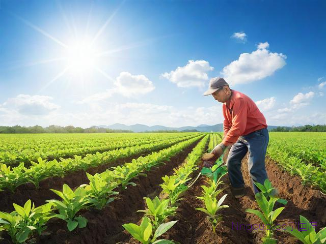 天南星价格与种植技术,天南星的种植技术和田间管理
