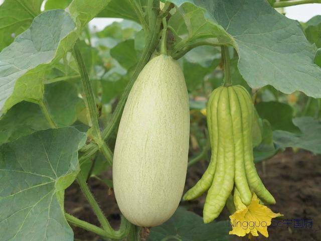 佛手瓜种植管理技术,佛手瓜的种植法