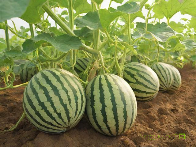 西瓜高产种植技术,西瓜高产方法