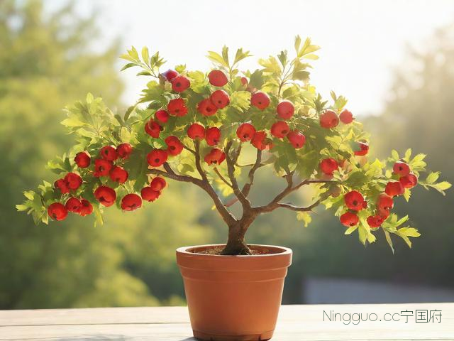 盆栽山楂树种植技术,盆栽山楂树种植方法