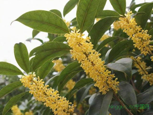 桂花树种植技术及图片,桂花树的种植方法和注意事项