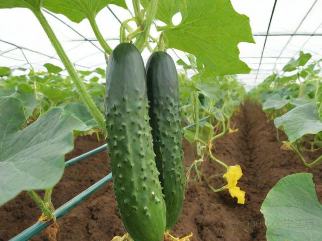 反季节黄瓜种植技术,反季节黄瓜种植技术要点