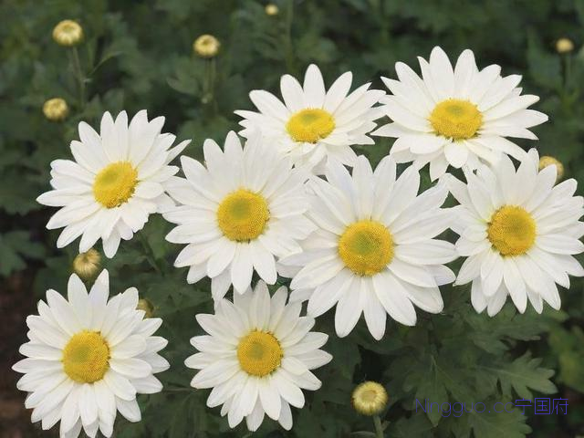 白菊花的种植技术,白菊花栽培管理技术要点