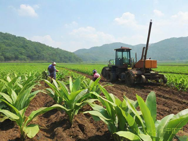 芭蕉芋种植技术,芭蕉芋的种植技术