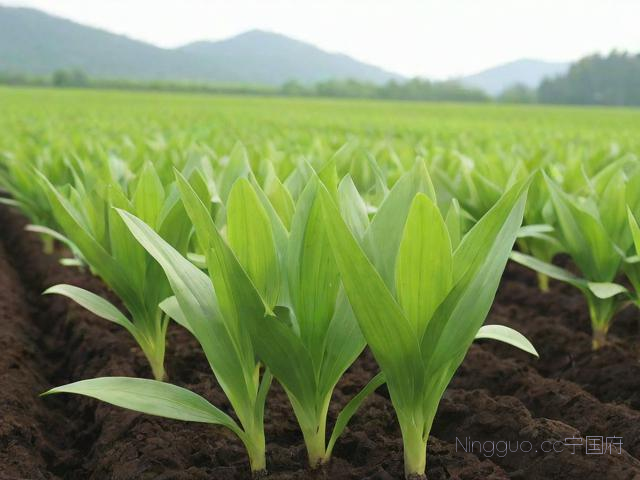 白芨种植技术资料,白芨种植技术与管理