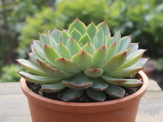 自学多肉种植技术,多肉种植口诀