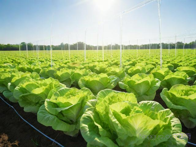 大量生菜种植技术,生菜种植效益