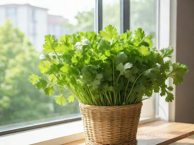 阳台香菜种植技术,阳台香菜种植技术视频
