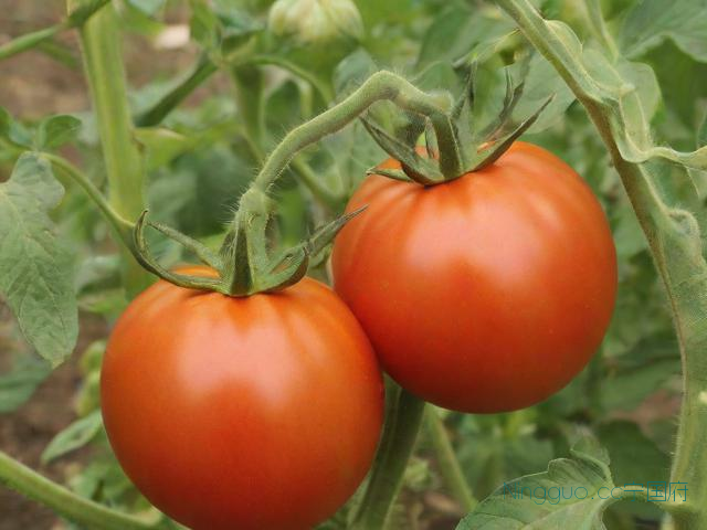 西红柿种植栽培管理技术,西红柿的种植管理技术和方法