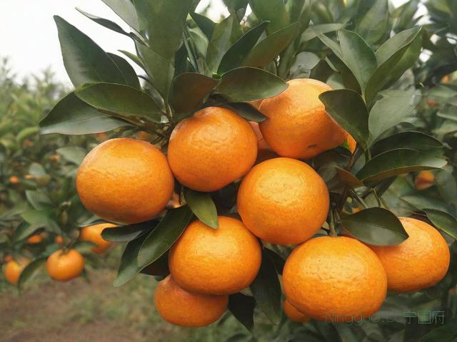 蜜桔种植技术要求,蜜桔种植技术要求有哪些
