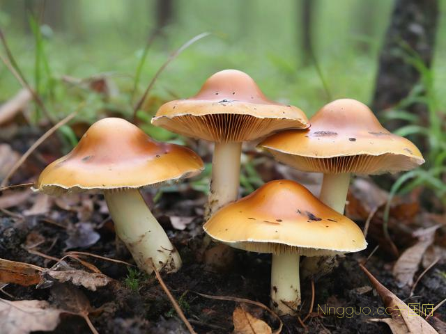 松树菌种植技术,野生松树菌种植技术