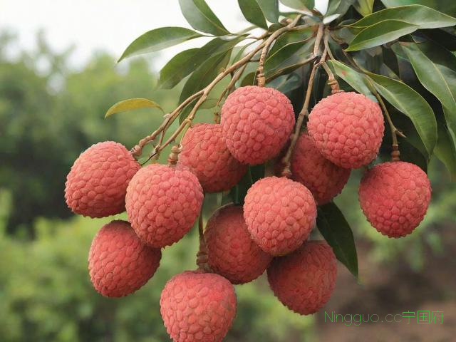 荔枝的种植方法和技术,荔枝的种植方法和技术说明文350字