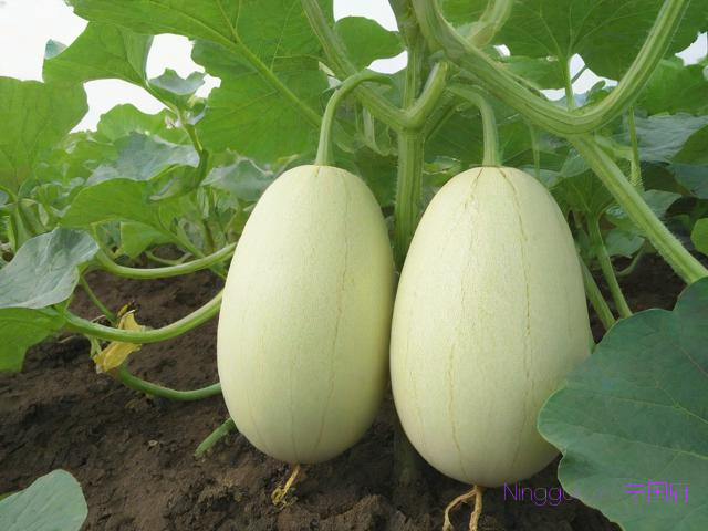 香瓜的种植技术视频,香瓜种植技术与管理视频
