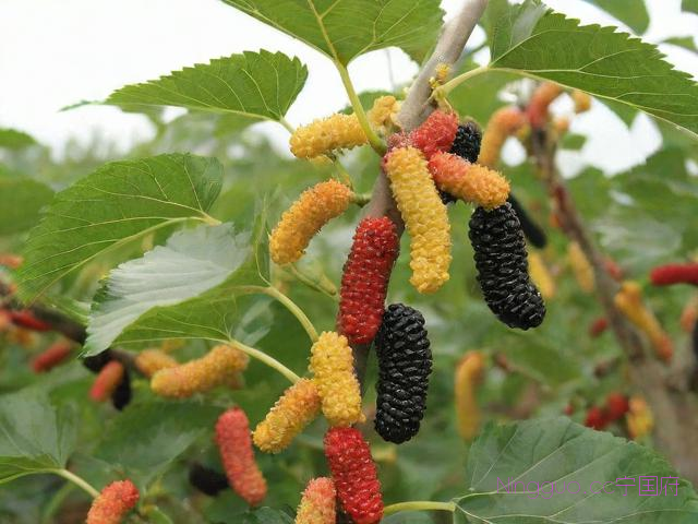 种植桑黄技术企业推荐,桑黄种植投资