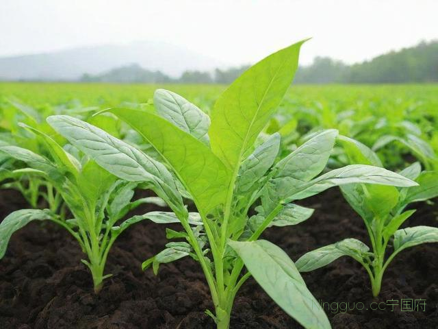 生地种植技术及管理,生地的栽培技术的种植技术