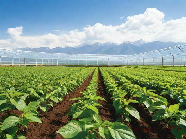 青海人工桑黄种植技术,人工种植桑黄原材料