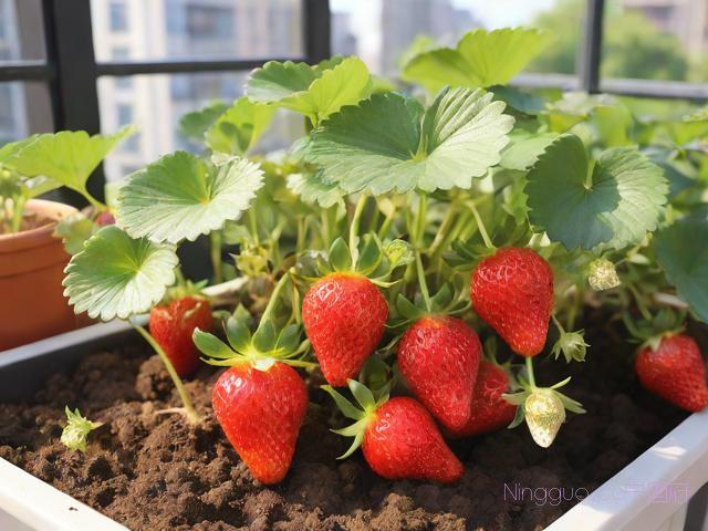草莓阳台种植技术及日常管理,草莓在阳台,用什么种,比较好