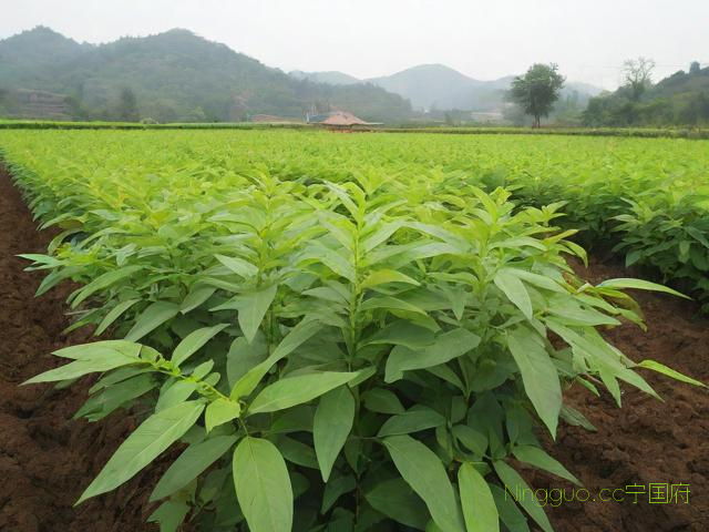 黄精种植和技术的简单介绍