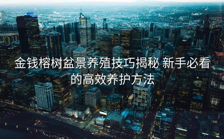 金钱榕树盆景养殖技巧揭秘 新手必看的高效养护方法