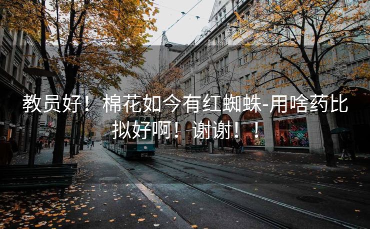 教员好！棉花如今有红蜘蛛-用啥药比拟好啊！谢谢！！