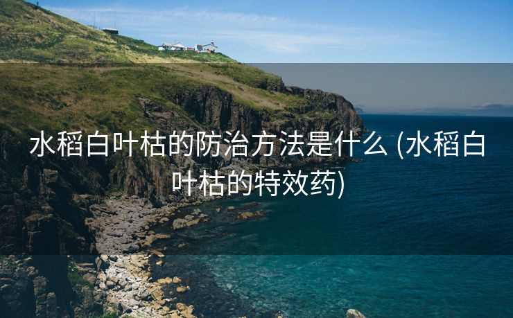 水稻白叶枯的防治方法是什么 (水稻白叶枯的特效药)